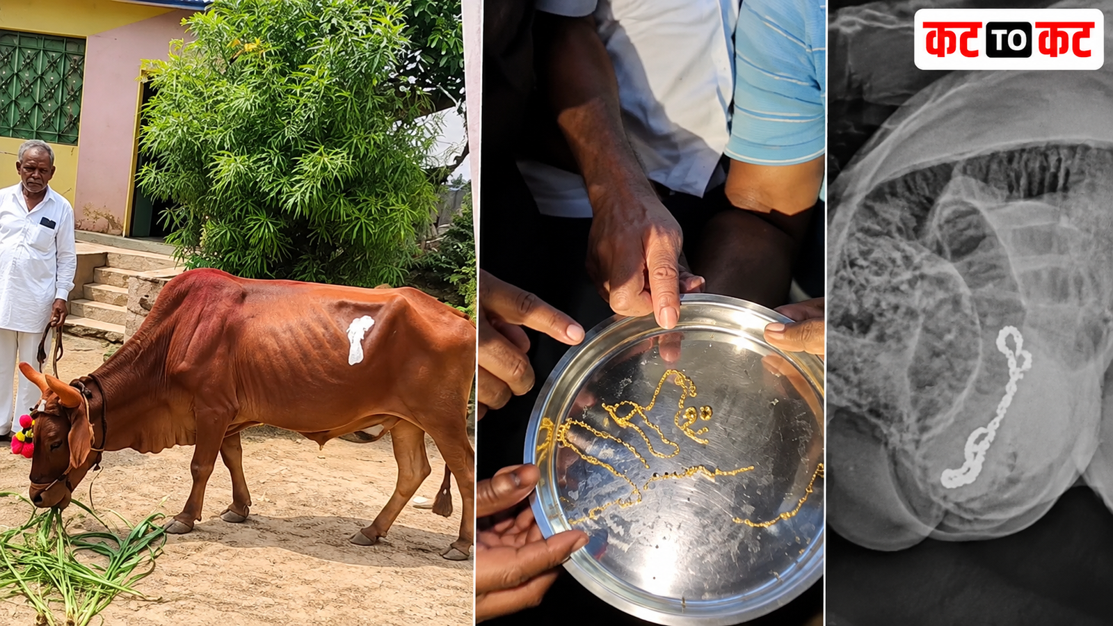 Bull undergoes surgery after swallowing a three-tola gold chain during Bail Pola