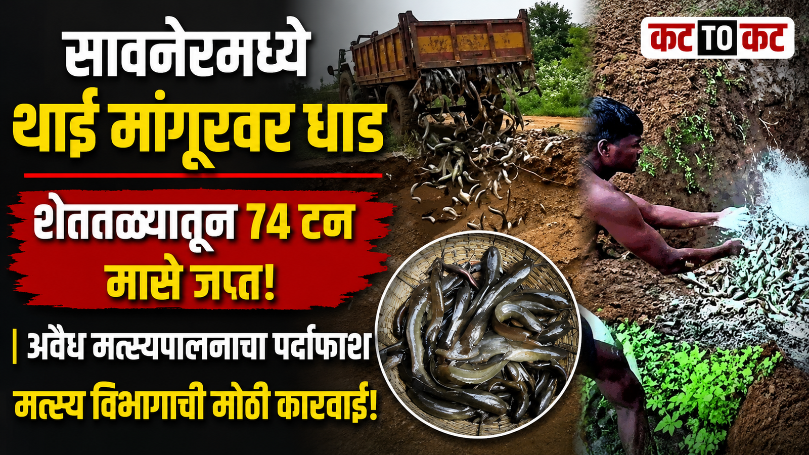 Fisheries department officials seize 74 tonnes of live Thai Mangur fish from illegal fish farms in Dohadghat, Savner, Nagpur.
