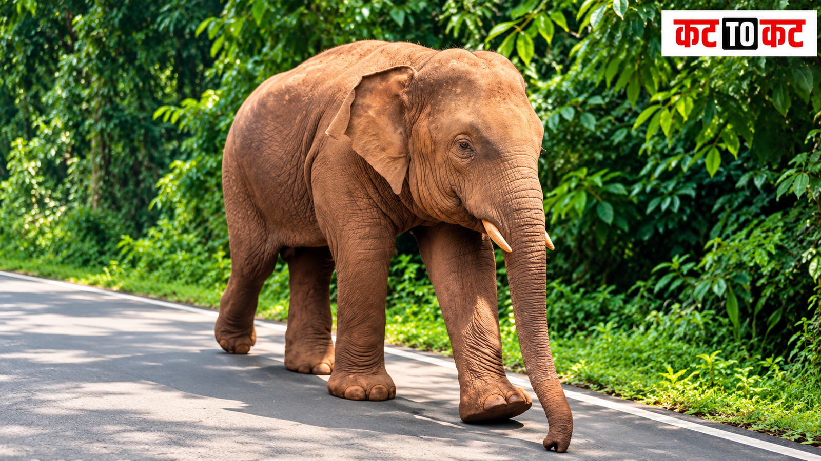 Onkar elephant in Sindhudurg amid human-wildlife conflict